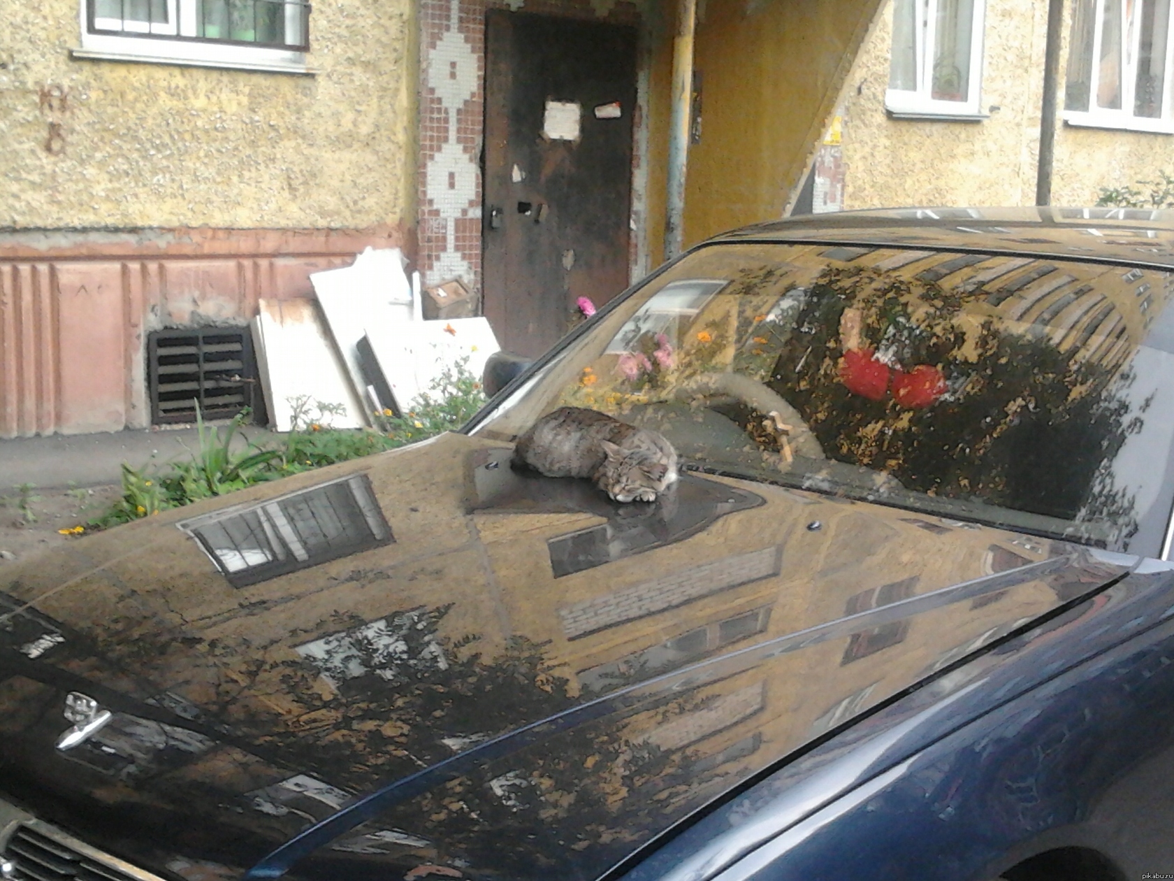 ������������ ���)