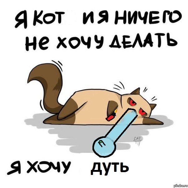 покоду я кот