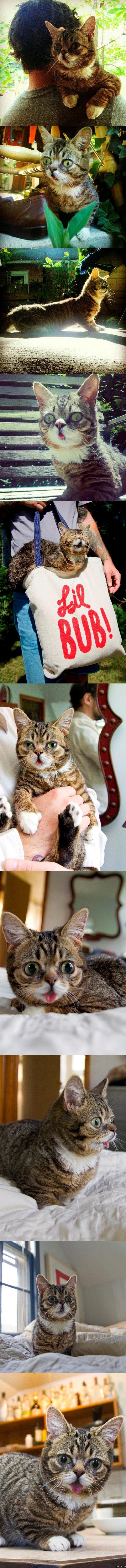 Удивленная кошка Little Bub - новая звезда Facebook (Re.)