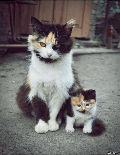 trl+c Ctrl+v (  )     -      