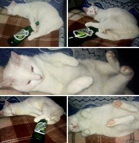 алКОТа ))