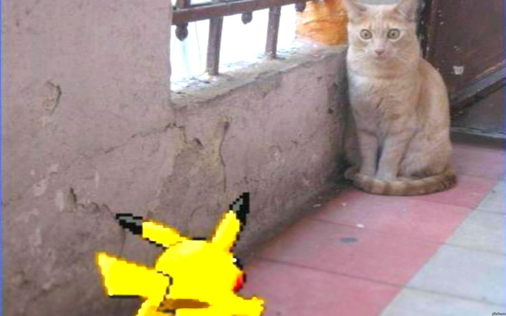 Cat vs pika4u...