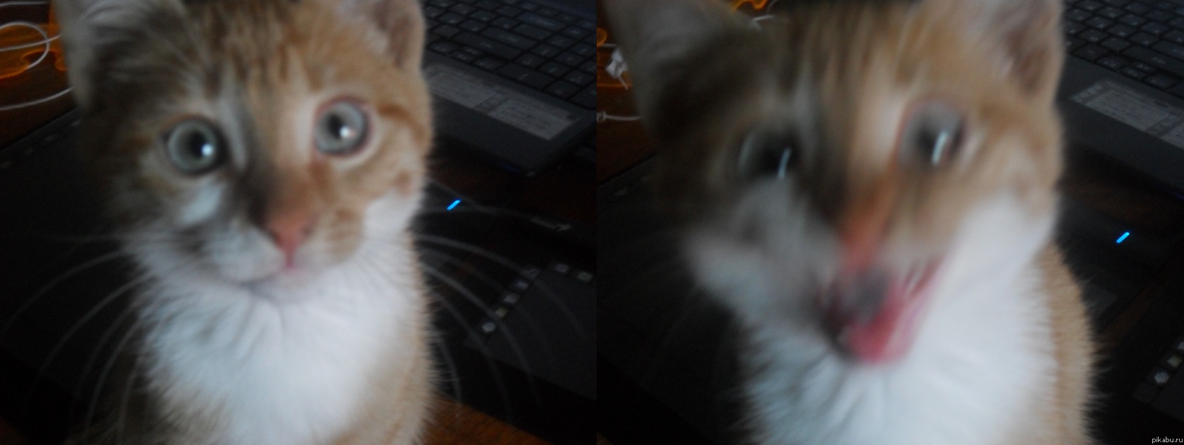 Вот такую мордочку делает моя котейка ,когда я хочу её сфоткать...