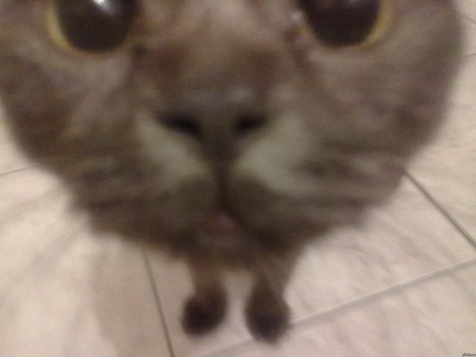 Мама котейку на тапочек сняла)