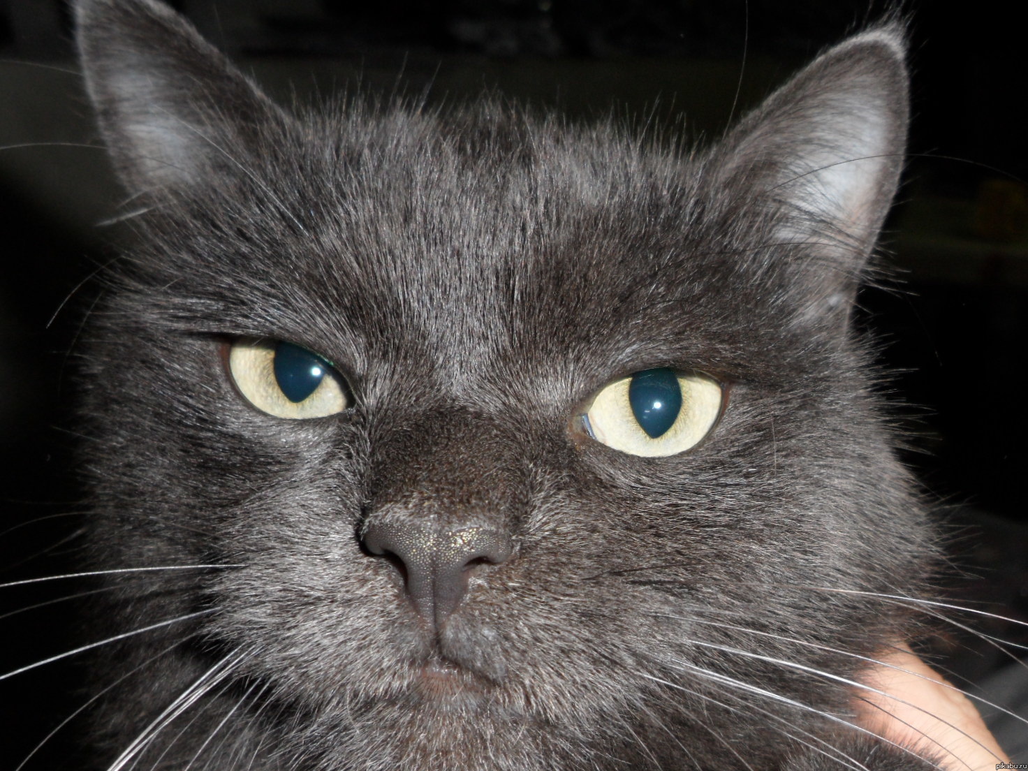 Коте Василь