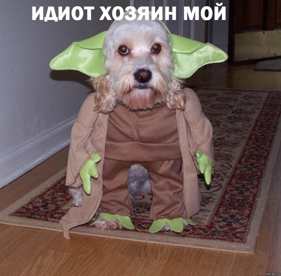 Идиот хозяин мой