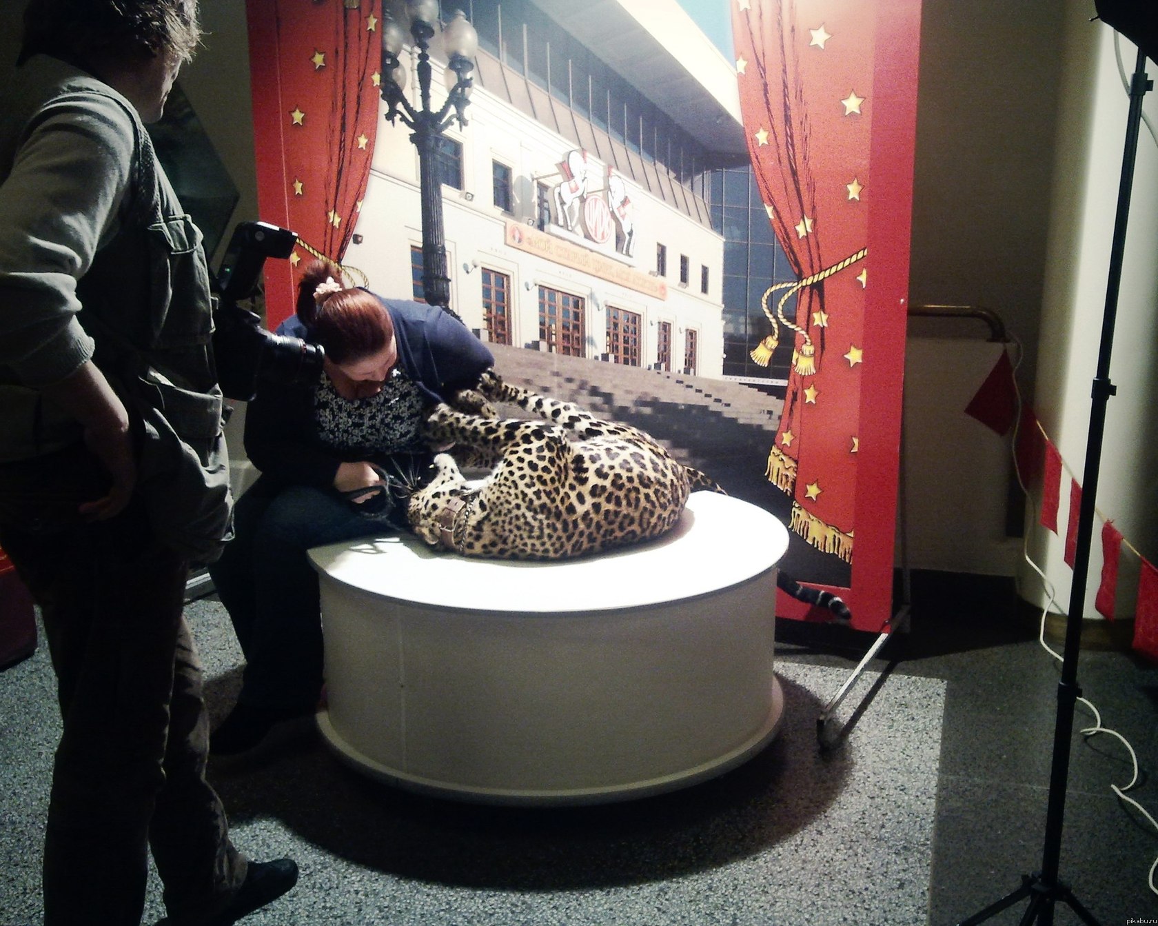 Цирковая киса