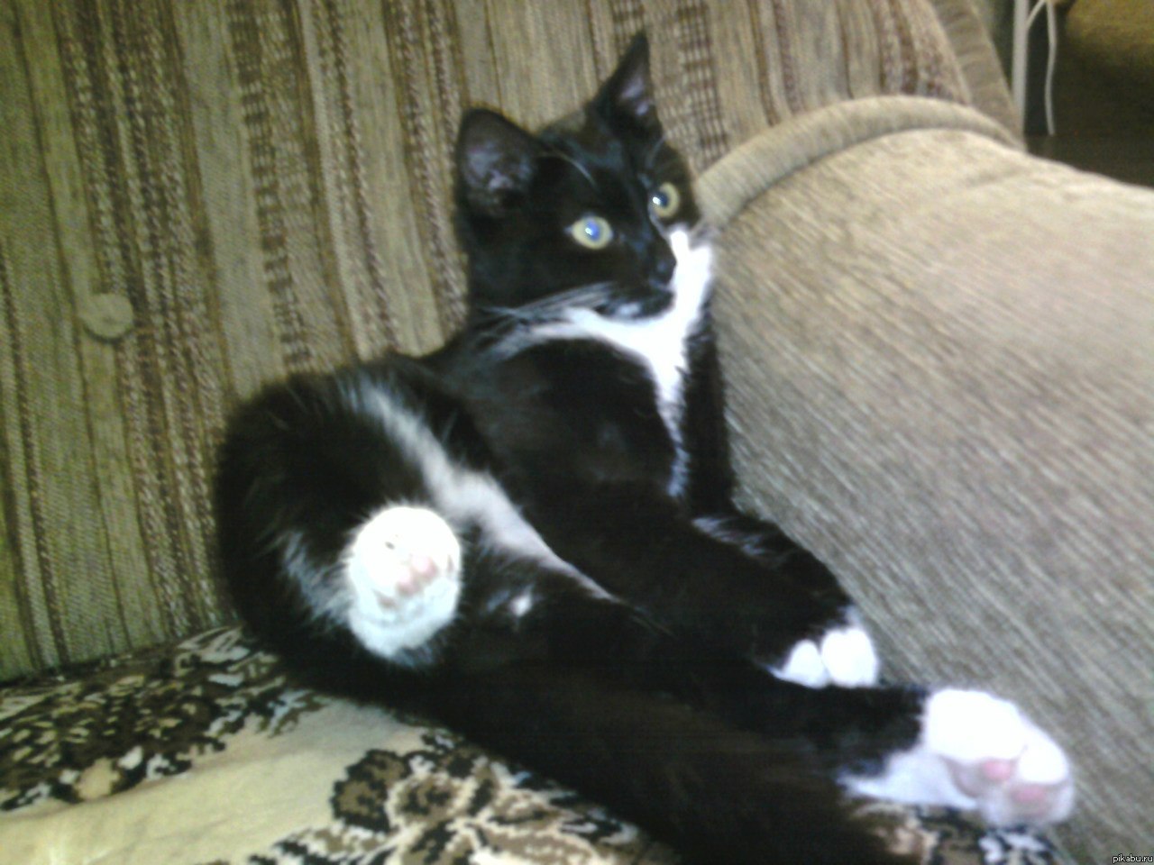 Бедный маленький котенок! Давайте пристроим его в добрые руки!