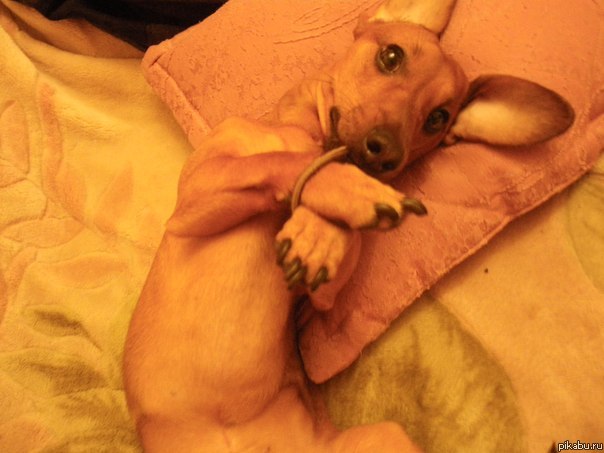 Сижу - вяжу))