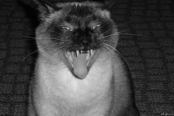 ��� ����� �������� =^.^=