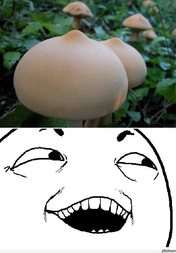 ��������������� ��������.