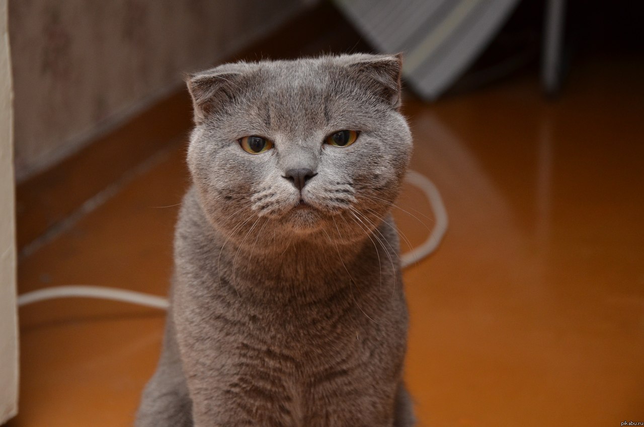 где мой завтрак, раб?