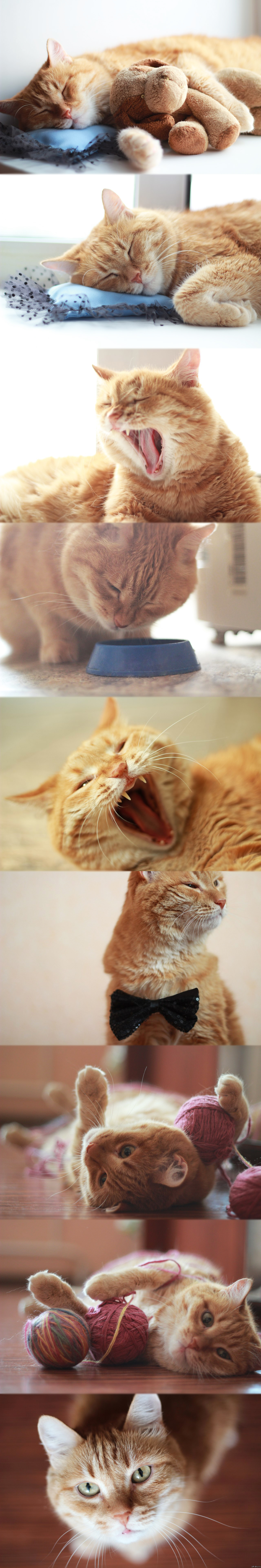 Один день из жизни замечательного котэ :3