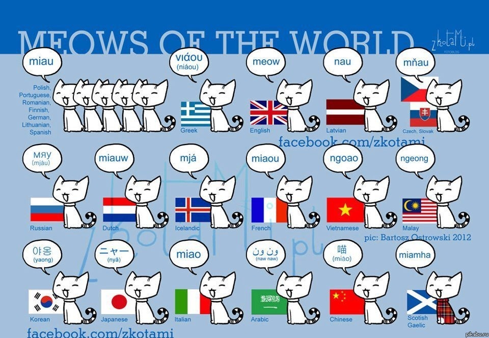 Как мяукают кошки в разных странах. | Пикабу