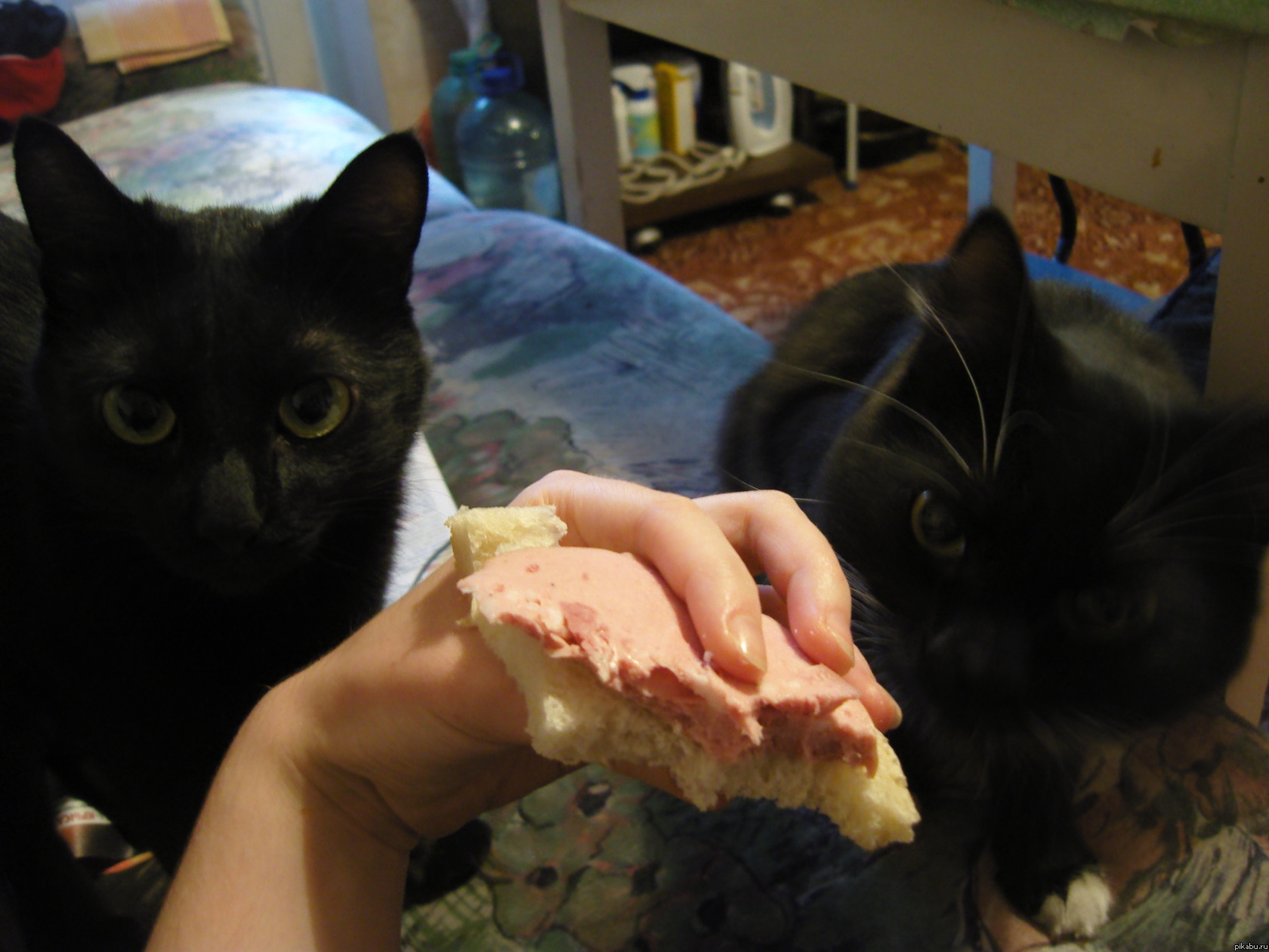 ��� � �� ����������. ��������� �������� ��������...