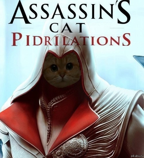 Assassin's cat | Пикабу