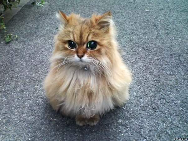 ��� ������ ����� ���