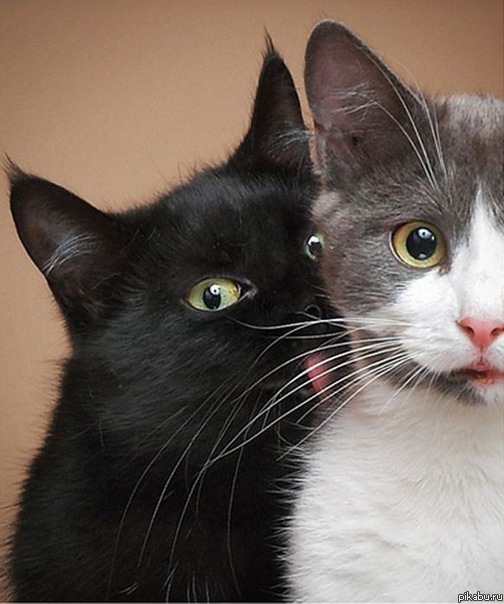 ������ ��������?