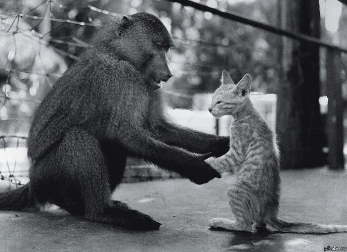 ��� ���������� ���� �������� � ������������ �������� National Geographic � 1956 ����. ����������� � ���� ��� �����:
