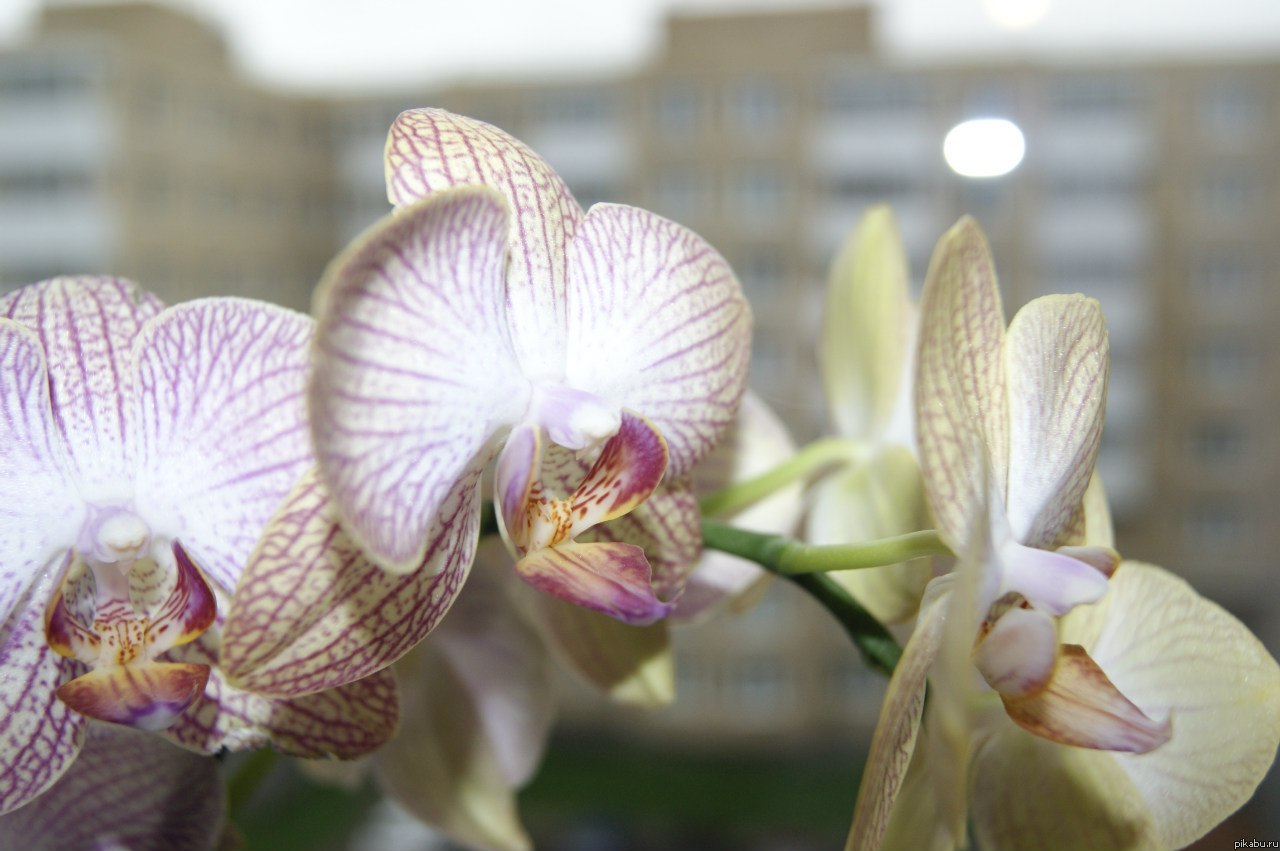 �� ��� �����������