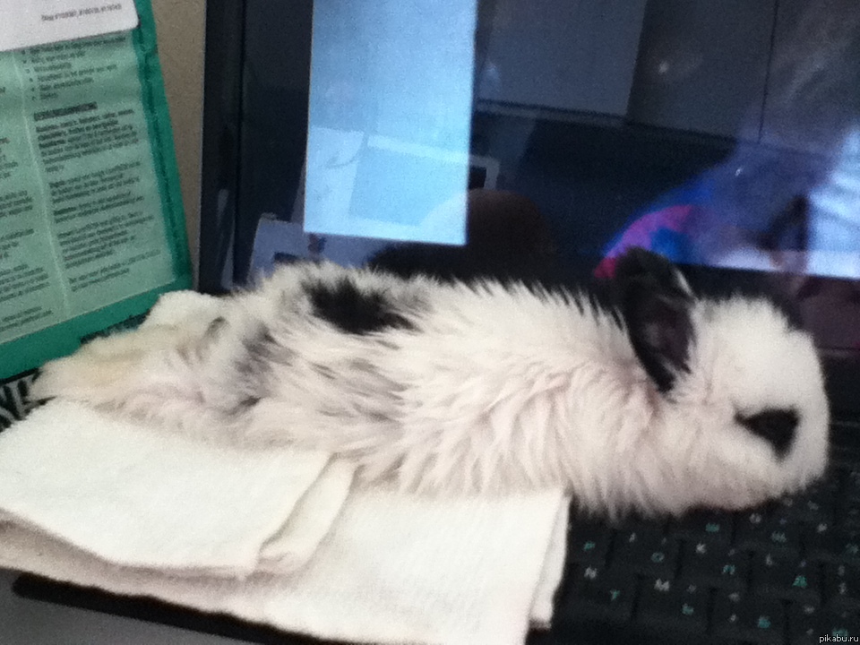 ��� ��������,