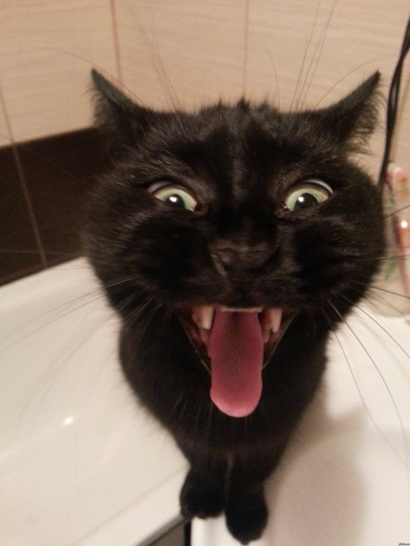 :D кошка сатаны)))