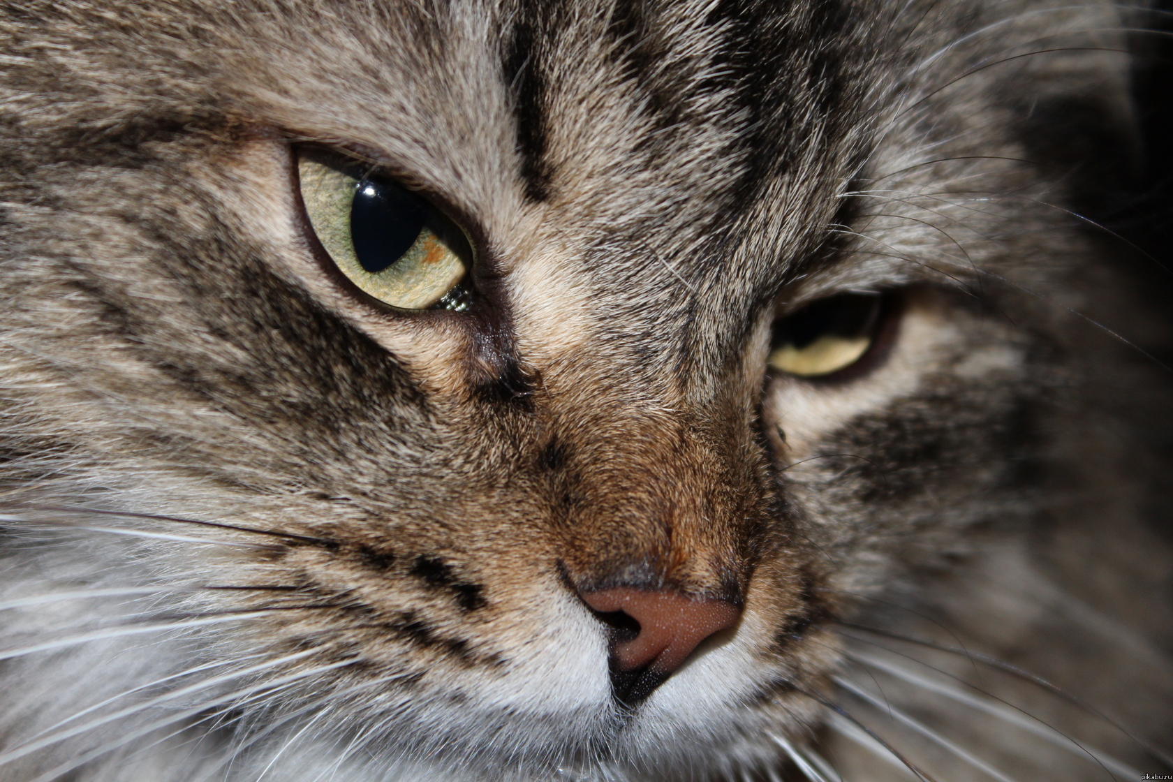 ������ ������� ��� ���...