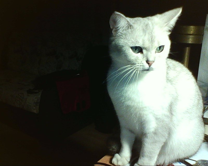 ��� �����)