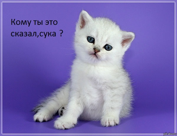 Котя серьезный=)