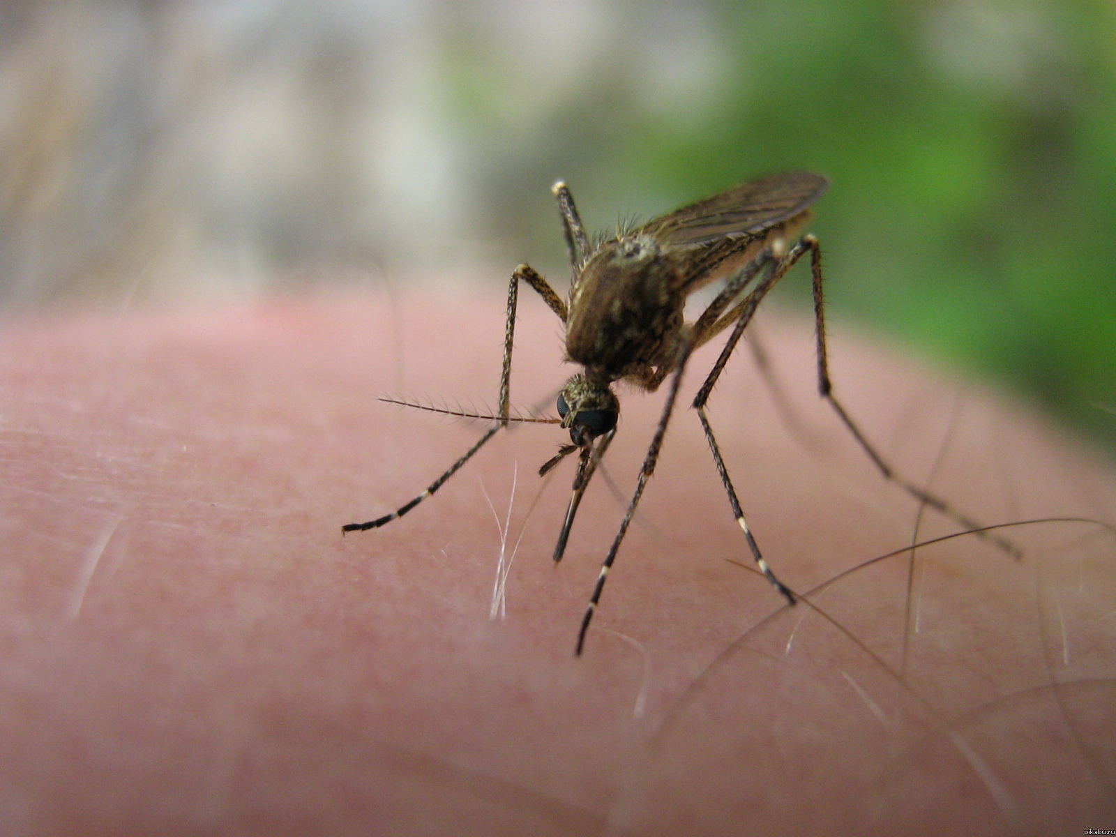 �������. ����� 4. �������.