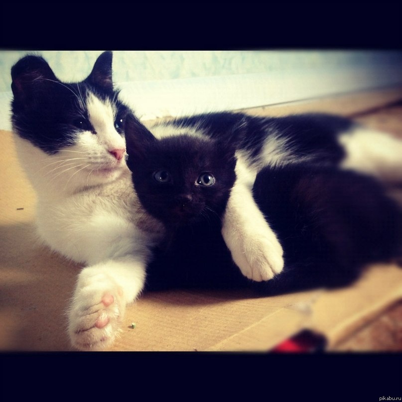 ��� �������