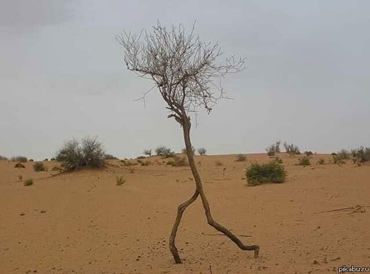 Run forest! Run!