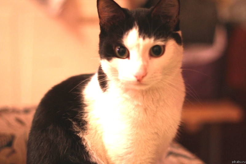 Моя радость!!! Мой бешенный агрессивный котяра)))