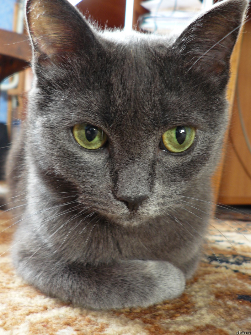 котейка