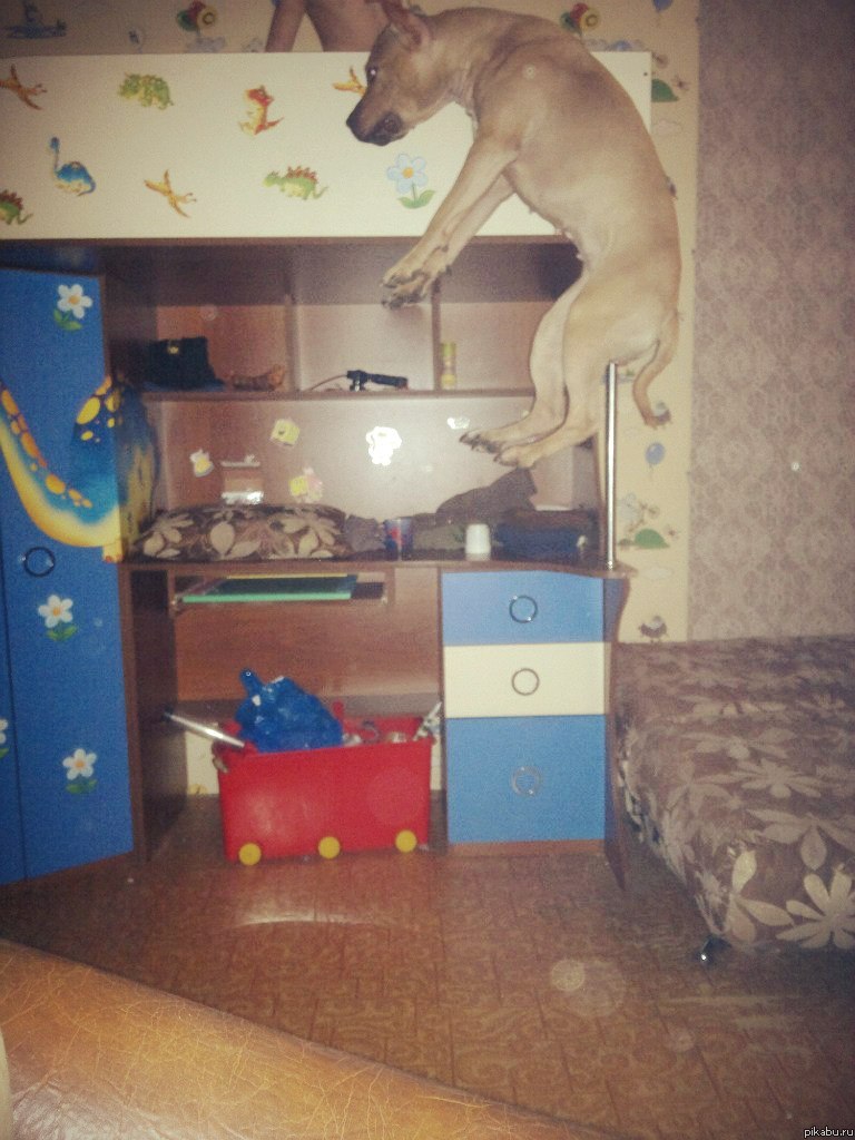 попрыгуха)