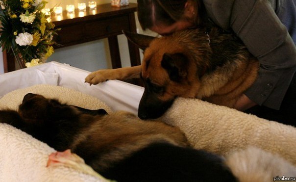 Похороны собаки.