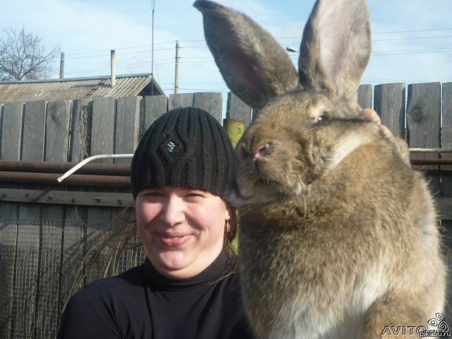 Просто кролик.