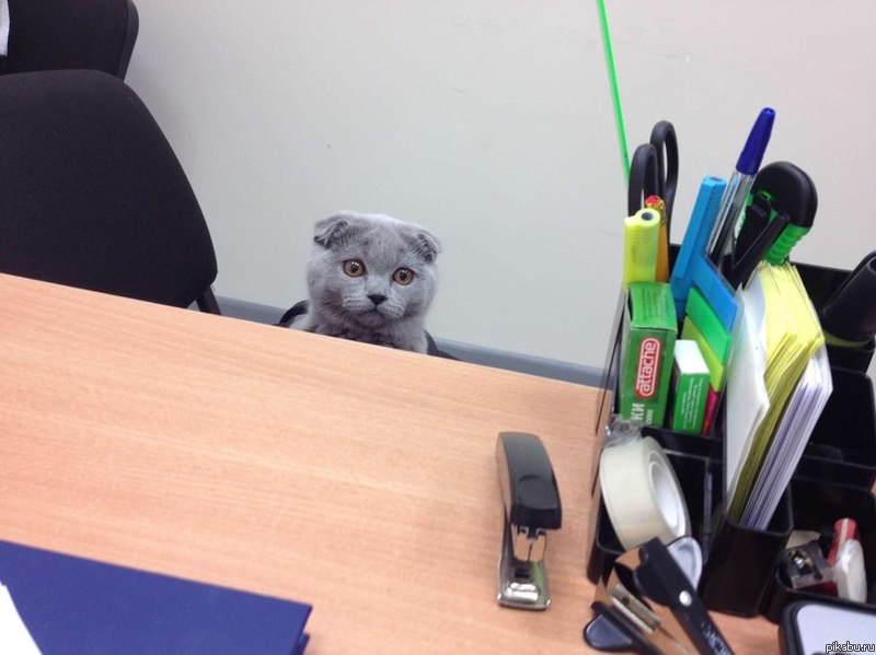Начальница принесла на работу кота | Пикабу