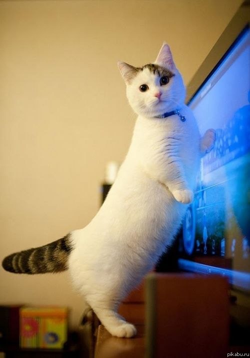 ���� �������)