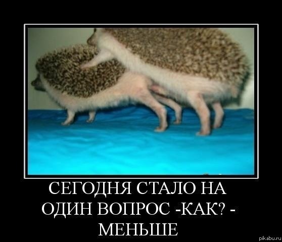 Тайна еожиков раскрыта