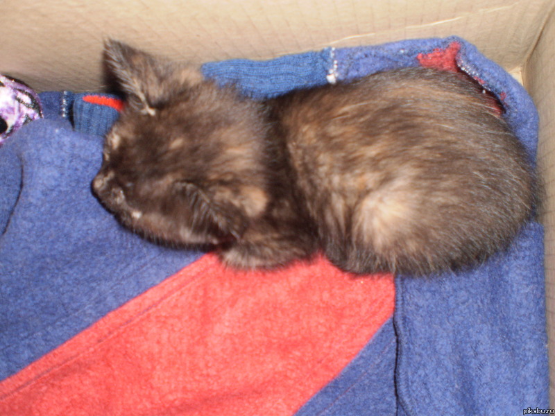     , .   sub_kotik@rambler.ru