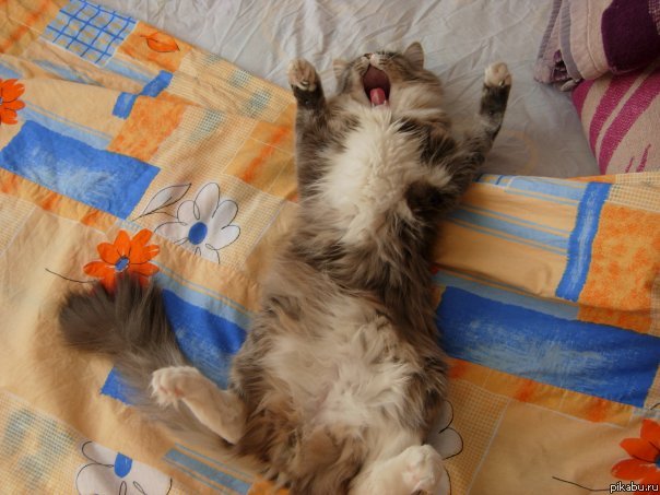 Мой котейка