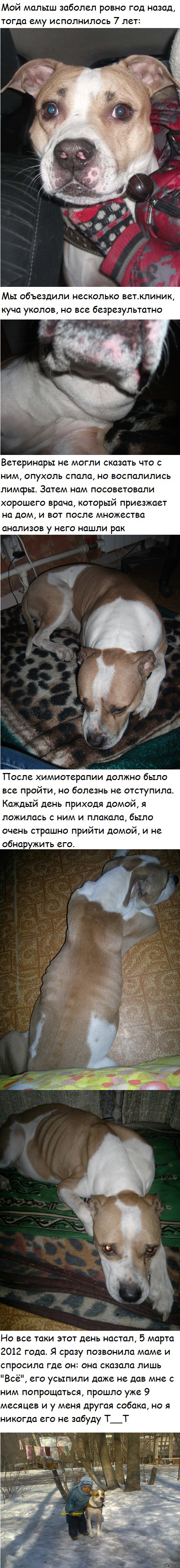 Любимая собака(