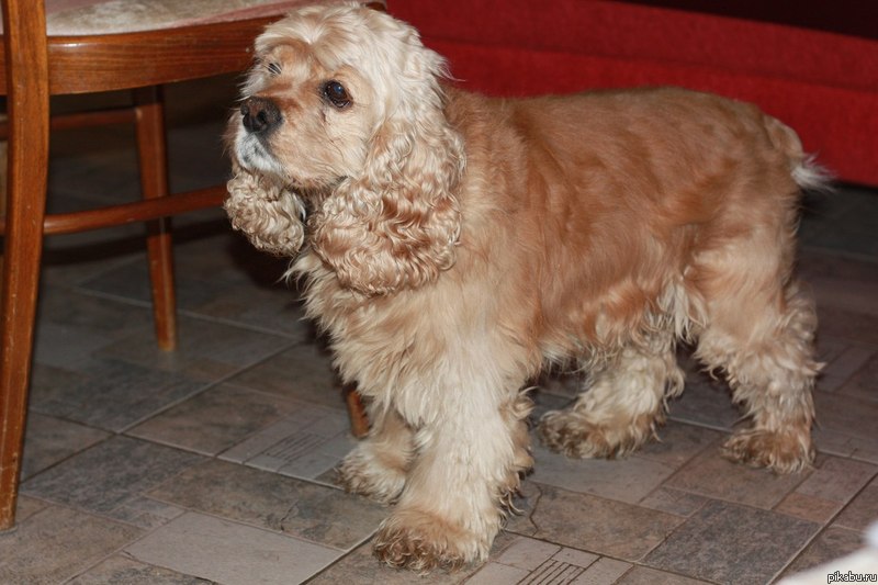 Помогите найти хозяев пЁса. Американский кокер-спаниель г. Москва