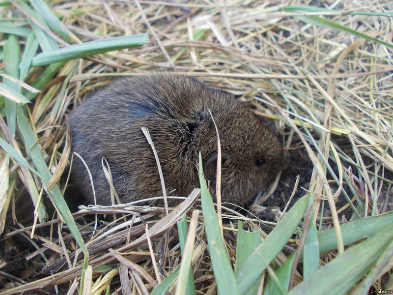 Оставим котят ненадолго...