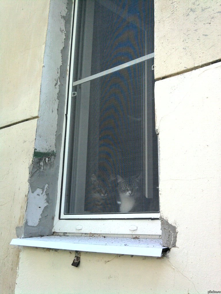2 cats in window       .   ? :)