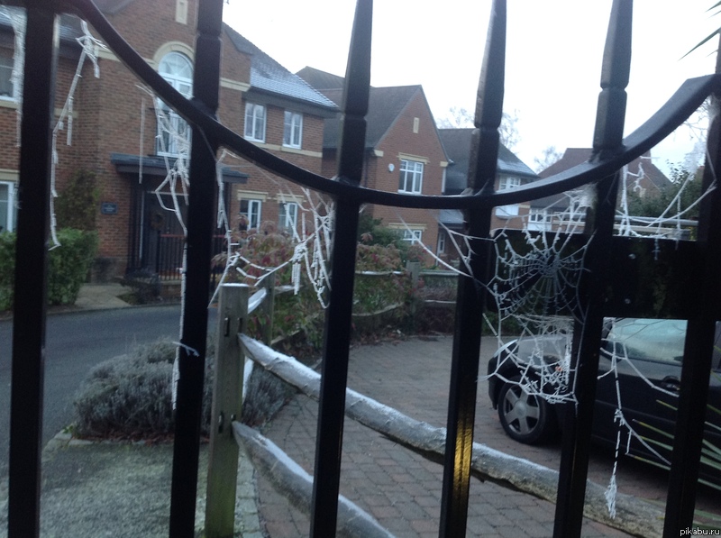 Как же паук теперь будет питаться?