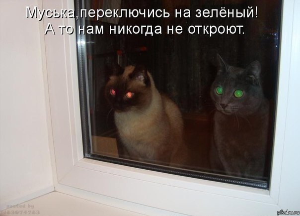 Коты-светофоры)