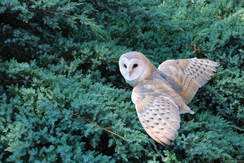 ������. ��������, ����-�� ����������.