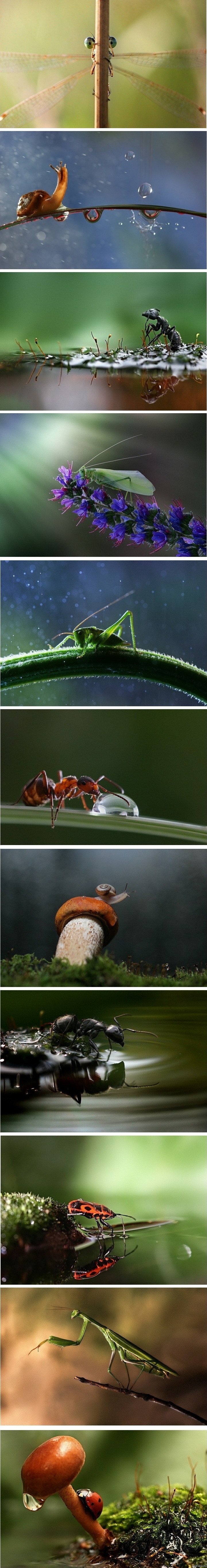 Макрофотографии насекомых | Пикабу